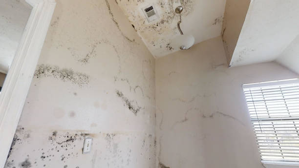 Best Commercial Mold Inspection  in Uintah, UT