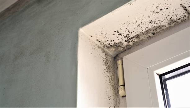 Best Attic Mold Removal  in Uintah, UT