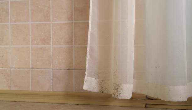 Best Mold Damage Restoration  in Uintah, UT