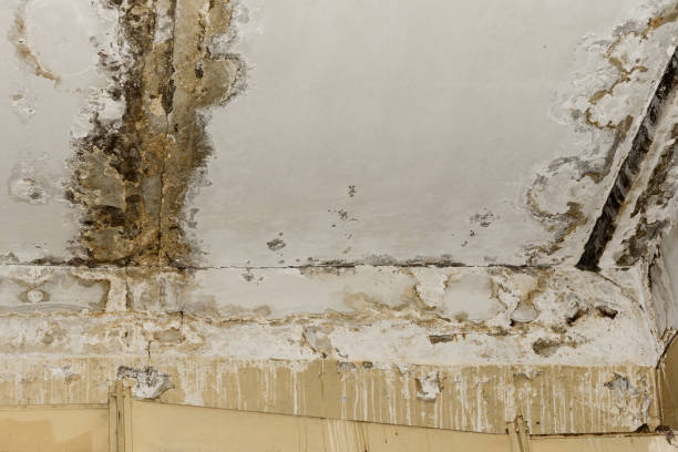 Best Mold Documentation for Insurance Claims  in Uintah, UT