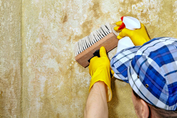 Best Crawl Space Mold Remediation  in Uintah, UT