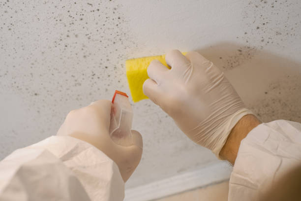 Best Emergency Mold Remediation  in Uintah, UT