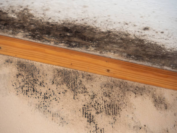 Best Black Mold Removal  in Uintah, UT