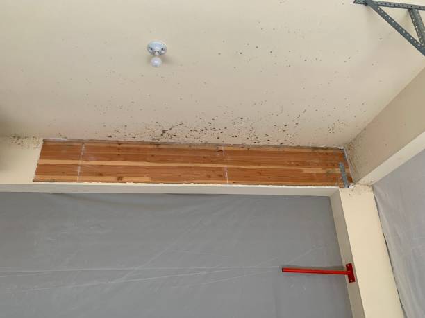 Best Water Damage & Mold Remediation  in Uintah, UT